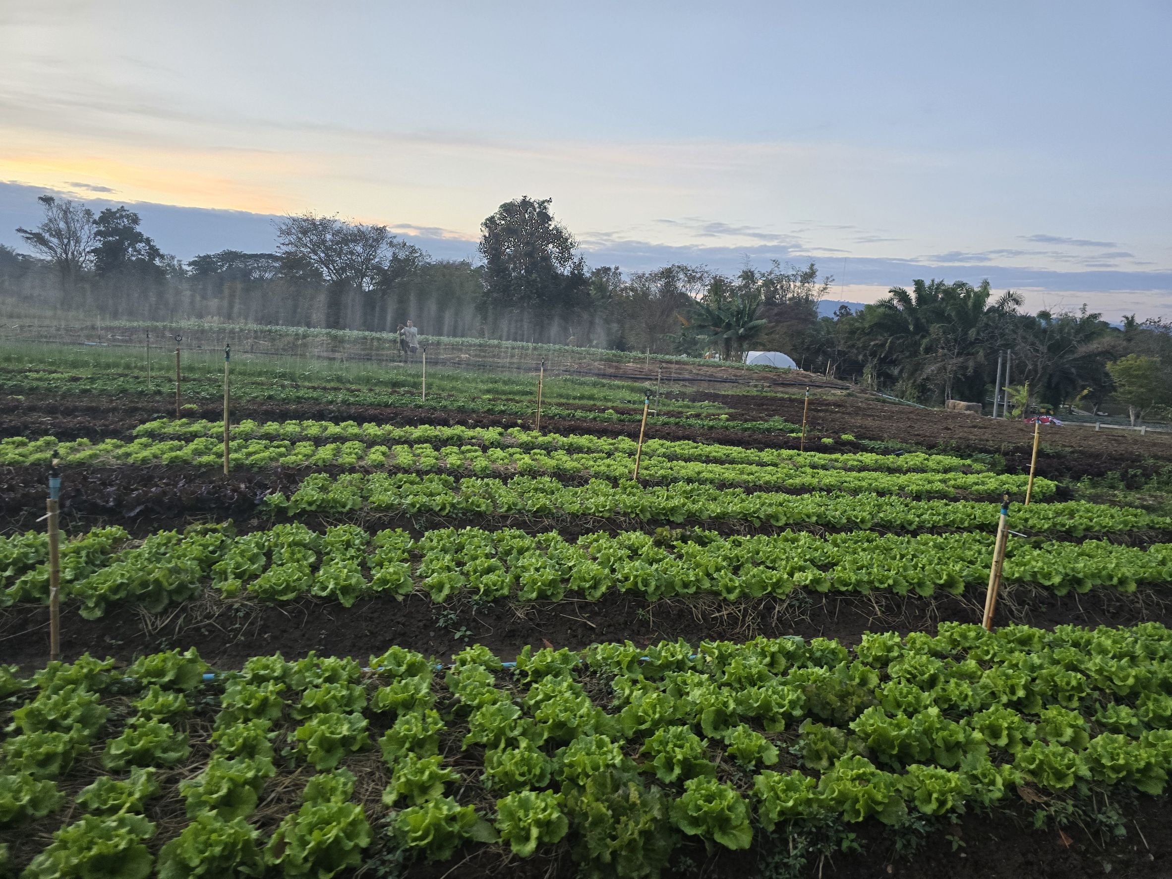 บรรยากาศฟาร์ม 2