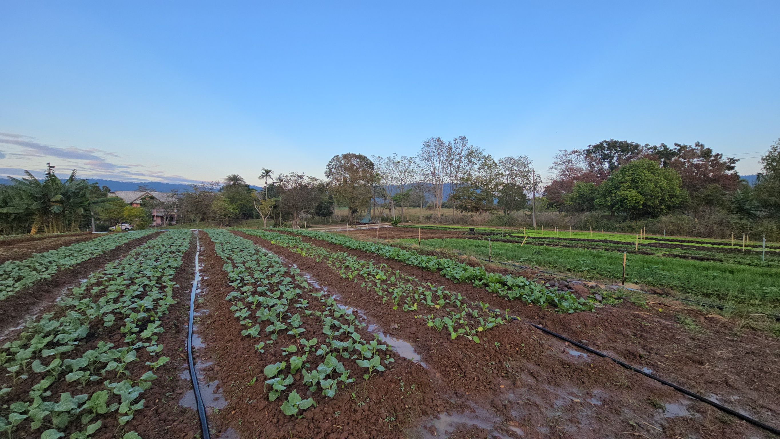 บรรยากาศฟาร์ม 3